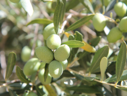 Culture de l'olive